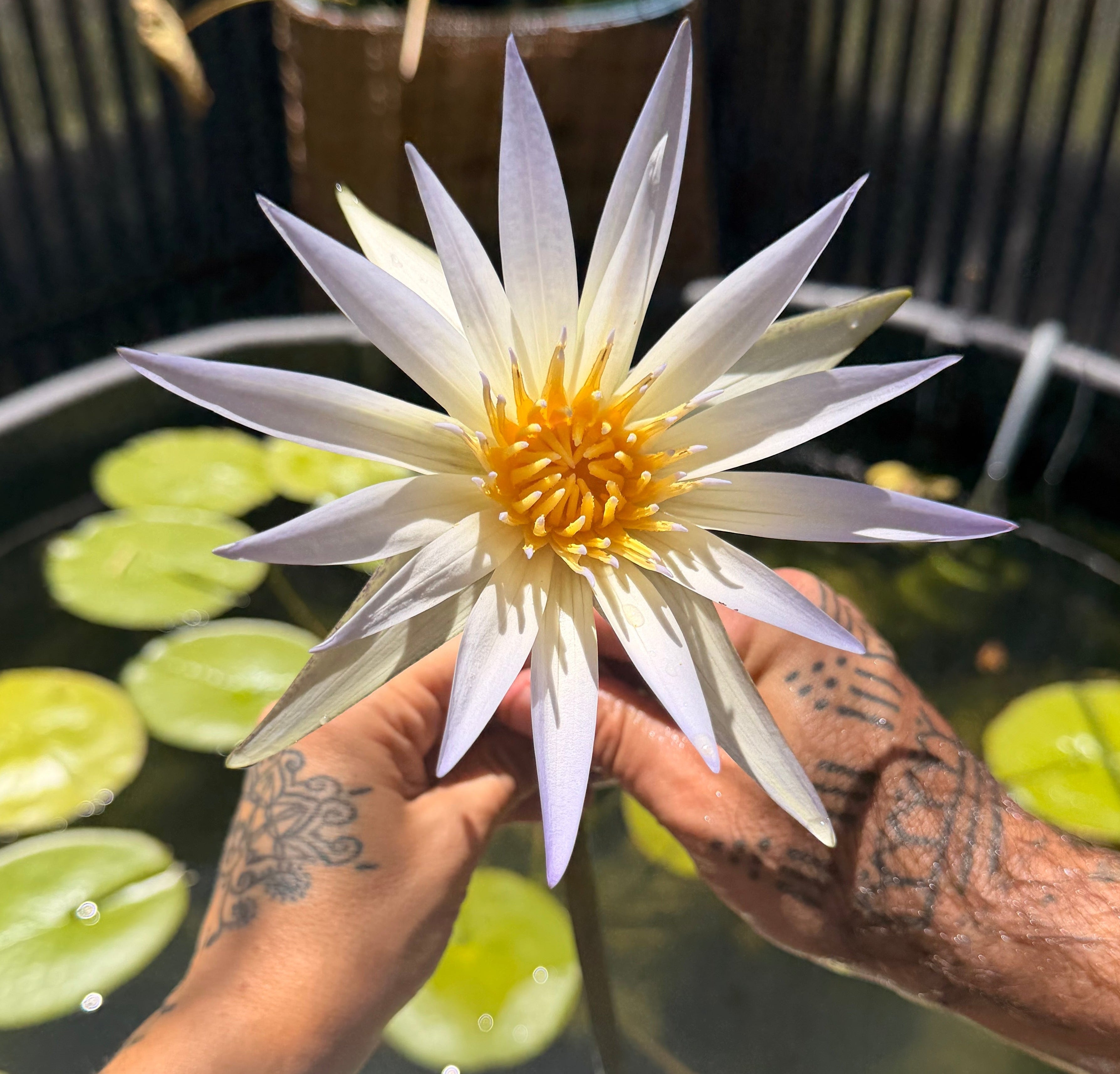 A close-up of the true Egyptian blue lotus flower with being held by tattooed hands over a pond with green lily pads.