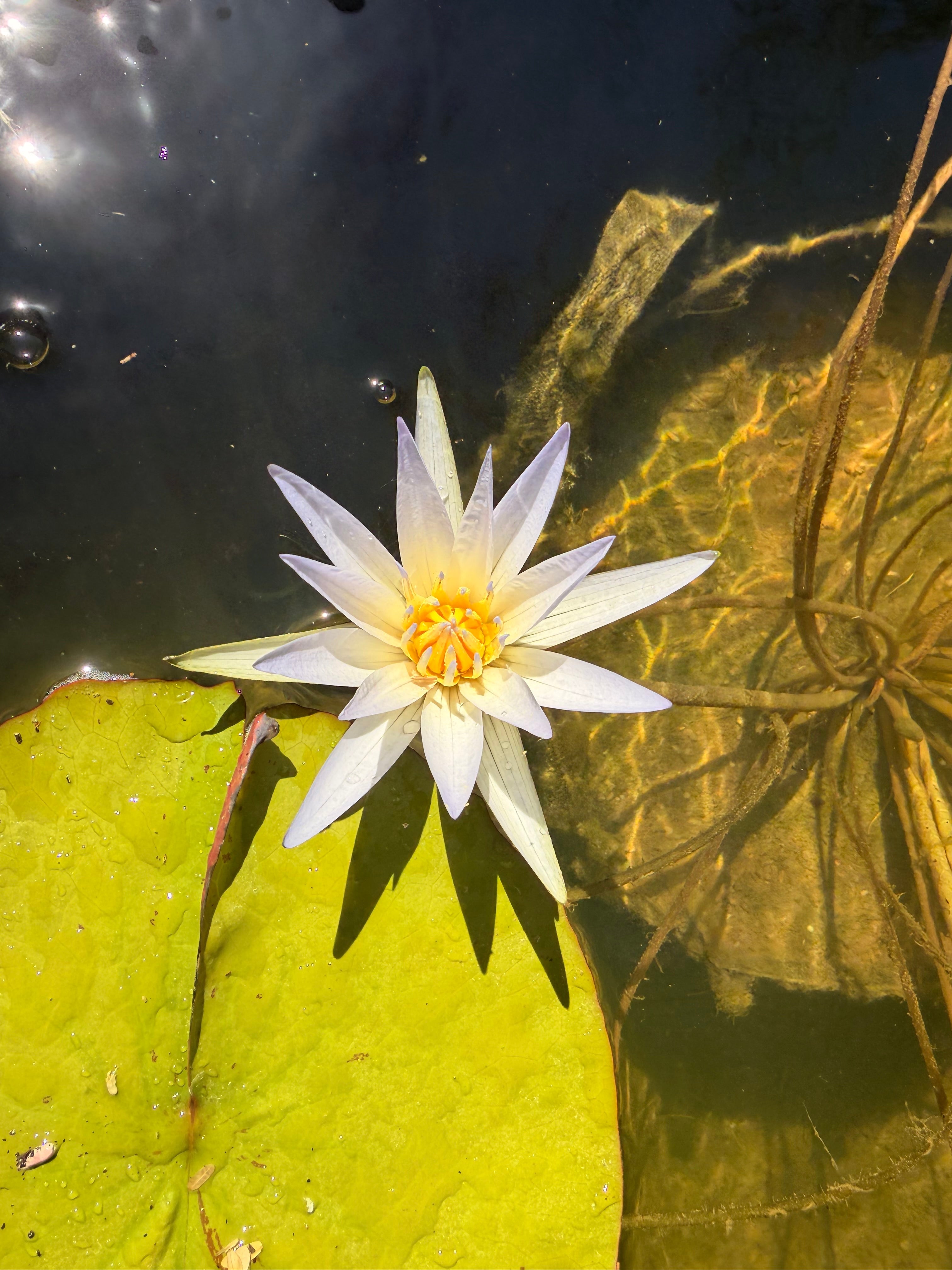  water lily flower on a pond 